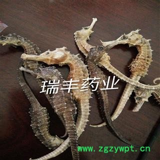 小海马 小统货 产地 广东省湛江市市辖区图2