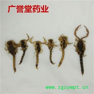 蝎子  全蝎 七成干 产地山西省阳泉市城区图4