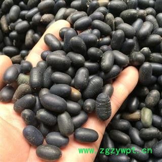 苦石莲 正品保证质量7天无理由退货退款 安品堂图3