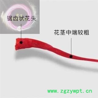 西红花 藏红花泡水 女人花 野生西红花一级 产地 安徽省安国市场批发零售大全图3