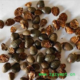 土元 统 产地 河北省保定市 库存 500公斤可售图2