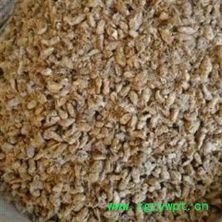 原蚕蛾 统 产地 湖北省十堰市竹溪县（东图2