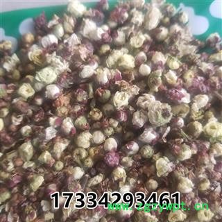 白梅花  绿萼梅 緑萼梅 绿梅花图3