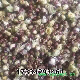 白梅花  绿萼梅 緑萼梅 绿梅花图4