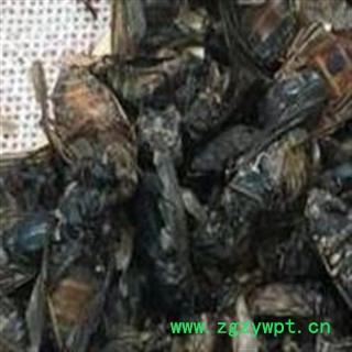 中药材虻虫 产地陕西小虻虫牛 虻虫 蜚虻 牛蚊子虫类药材品种齐全 安国市场批发零售大全图2