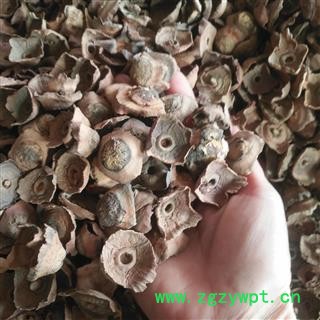 安祁名药优质老柿蒂 柿丁柿蹄 柿钱图2