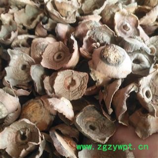 安祁名药优质老柿蒂 柿丁柿蹄 柿钱图3