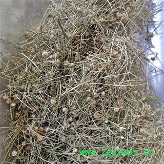 安祁名药谷精草 戴星草 文星草图3