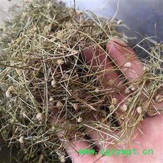 安祁名药谷精草 戴星草 文星草图2