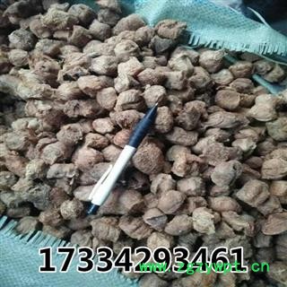 桑螵蛸 蜱蛸 桑蛸 螵蛸 熟桑螵蛸 中药材图3