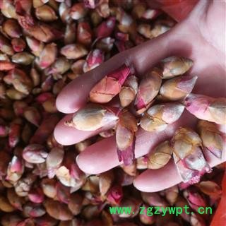 安祁名药中药材桃花 山桃花图2