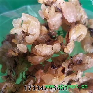 林蛙 林蛙油 统货图3