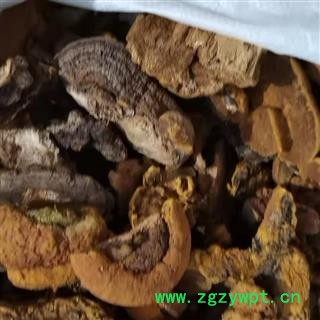 安祁名药桑黄   杨树黄图2