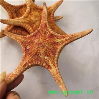 诺源药材行优质海星 统 产地 广东省图2