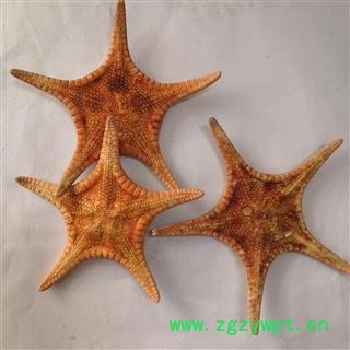 诺源药材行优质海星 统 产地 广东省图3