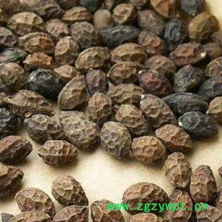 鸦胆子统货正品保证质量7天无理由退货退款 中药材批发 丽丽药业图2