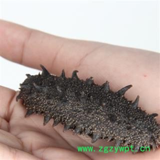 诺源中药材优质清水海参  辽刺海参图2