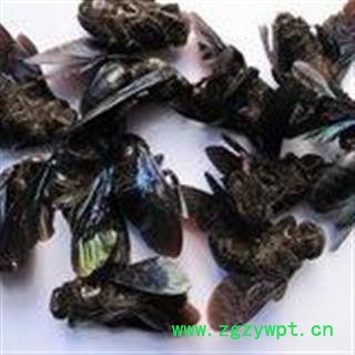 诺源药材行中药材竹蜂  清水竹蜂 产地广西图2