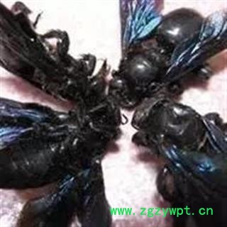 诺源药材行中药材竹蜂  清水竹蜂 产地广西图3