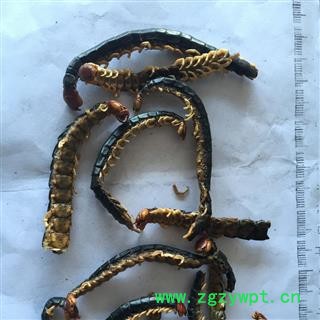 诺源药材行中药材蜈蚣 统 湖北省襄樊市图2