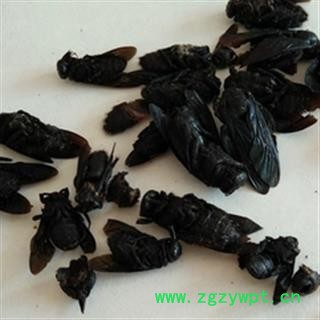 安祁名药竹蜂 熊蜂图2