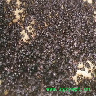 安祁名药正品黑蚂蚁   清水蚂蚁图2