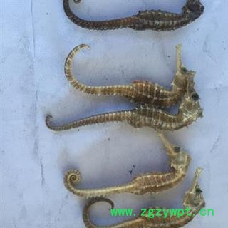 安祁名药正品海马 2克精选图2