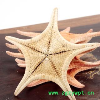 安祁名药海星 五角星海星图3