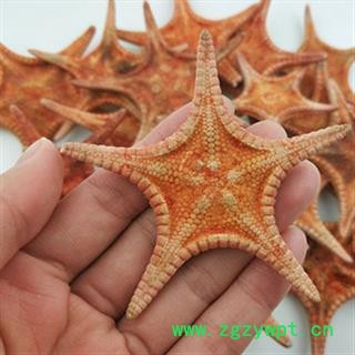 安祁名药海星 五角星海星图2