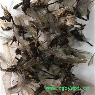 安祁名药优质中药材蜻蜓 绿蜻蜓图2