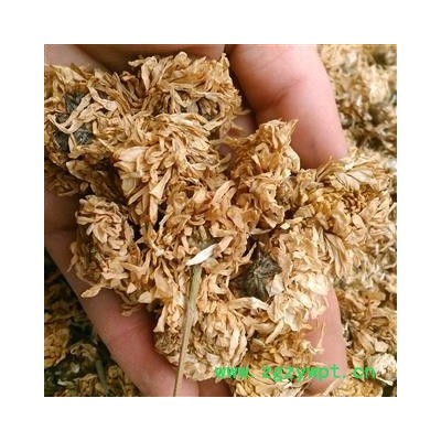 菊花 无硫选装亳菊花 产地 安徽省