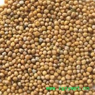 白芥子 正品介子 芥子  白芥子 产地 四川省图2