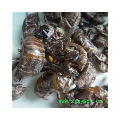 蝉蜕 统 产地 四川省成都市双流县 库存 1000公斤可售