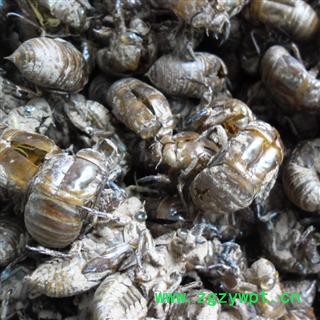 蝉蜕 统 产地 四川省成都市双流县 库存 1000公斤可售图2