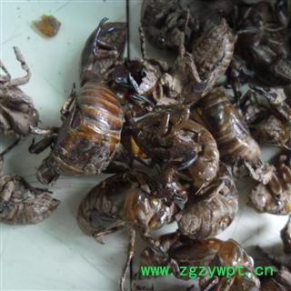 蝉蜕 统 产地 四川省成都市双流县 库存 1000公斤可售图4