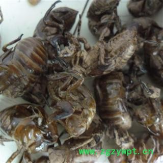 蝉蜕 统 产地 四川省成都市双流县 库存 1000公斤可售图3