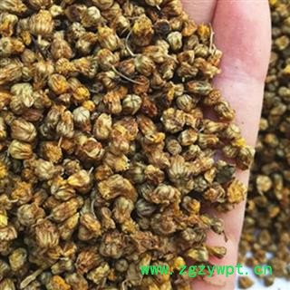 中药材野菊花 野菊花中药材颗粒统货 野黄花菊 产地湖北安国市场批发零售大全图3