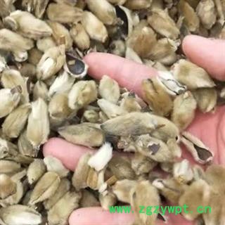 中药材辛夷花 辛夷 本品是人工采摘挑选的当季新货 优质原产 是自然晾晒 无添加无提取切无硫 色泽自然 干净无杂无任何后期加工尽在中药材诚实通 安国中药材批发零售大全图2