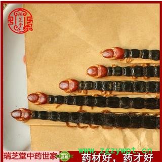 蜈蚣 蜈蚣中条选货12-14cm (25条/件)  产地 湖北省 瑞芝堂直销图2