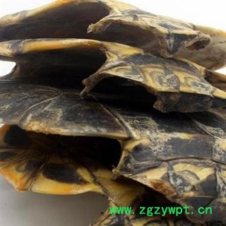 龟甲 下甲 产地 山东省安国市场批发零售大全图2