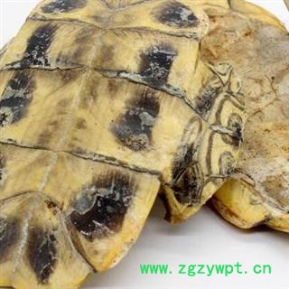 龟甲 下甲 产地 山东省安国市场批发零售大全图3