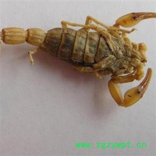 清水全蝎别名全虫 产地河北 品种齐全 安国中药材市场批发零售图2