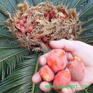 铁树果 正品保证质量7天无理由退货退款 华安堂图4