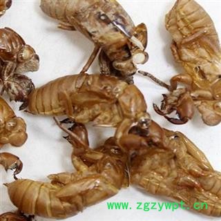 蝉蜕 水洗蝉蜕净货 产地 河北省安国市场批发零售大全图2