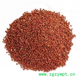 楮实子 楮实籽正品保证质量 中药材批发 丽丽药业图3