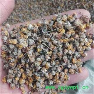 安祁名药中药材菊花  野菊花 新货无硫图2