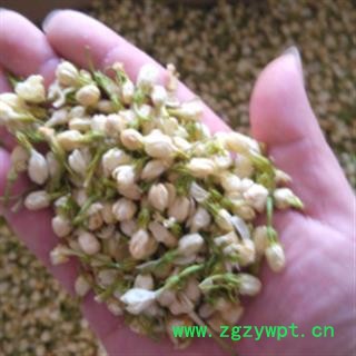 安祁名药优质花茶 茉莉花   茉莉花花茶图2