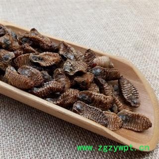 蛴螬 土蚕虫子 老母虫 核桃虫 粪虫 中药材图2