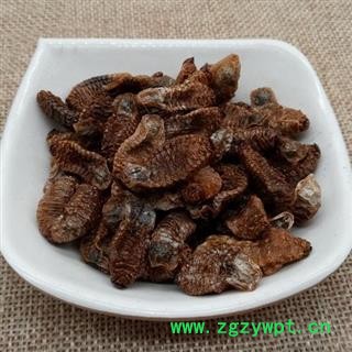 蛴螬 土蚕虫子 老母虫 核桃虫 粪虫 中药材图3