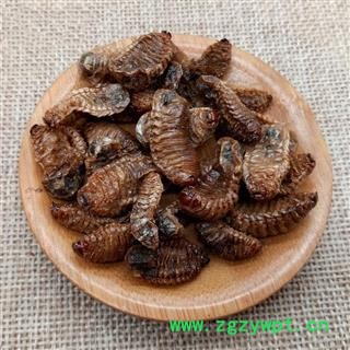 蛴螬 土蚕虫子 老母虫 核桃虫 粪虫 中药材图4